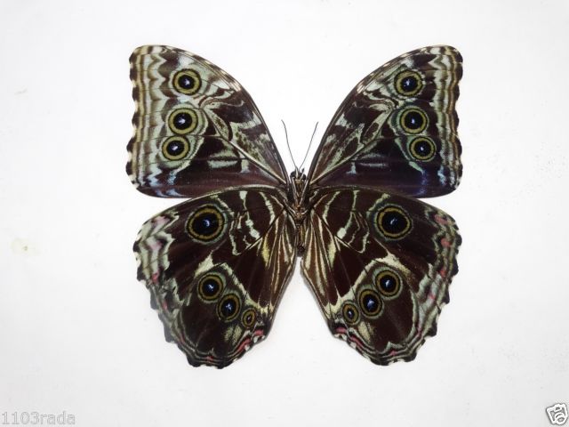 Morpho deidamia (verso, mosaic gynandromorph) (Internet Image property of respective owner, non-commercial use only)